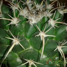 Una foto de Mammillaria compressa ssp centralifera