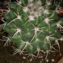 Una foto de Mammillaria compressa ssp centralifera