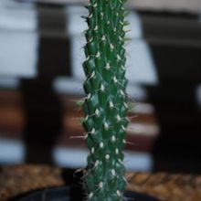 A photo of Cylindropuntia fulgida