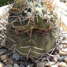 A photo of Gymnocalycium chiquitanum