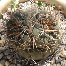 A photo of Gymnocalycium chiquitanum