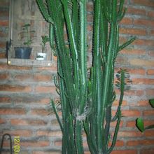 Una foto de Euphorbia trigona