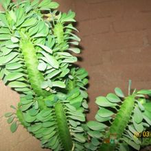 Una foto de Euphorbia trigona