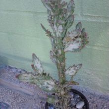 A photo of Opuntia monacantha fma. variegada monstruosa