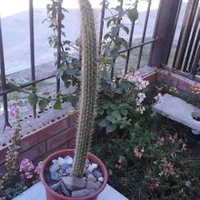 A photo of Peniocereus serpentinus