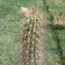 A photo of Peniocereus serpentinus