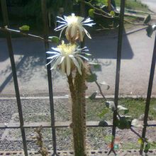 A photo of Peniocereus serpentinus