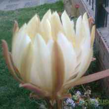 A photo of Peniocereus serpentinus