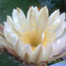 A photo of Peniocereus serpentinus
