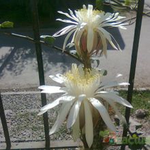 A photo of Peniocereus serpentinus