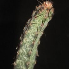 Una foto de Cereus spegazzinii