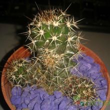 Una foto de Mammillaria voburnensis ssp. voburnensis