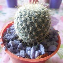 Una foto de Mammillaria muehlenpfordtii