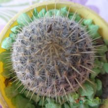 Una foto de Mammillaria muehlenpfordtii