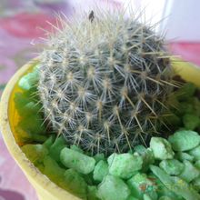 Una foto de Mammillaria muehlenpfordtii