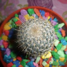 Una foto de Mammillaria muehlenpfordtii
