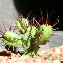 Una foto de Euphorbia enopla