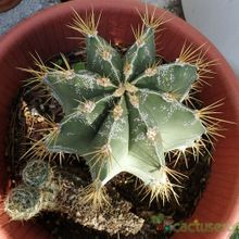 A photo of Astrophytum ornatum