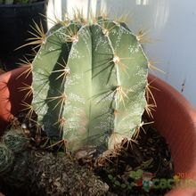 A photo of Astrophytum ornatum