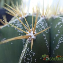 A photo of Astrophytum ornatum