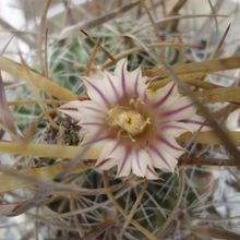 Una foto de Stenocactus dichroacanthus