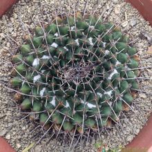 A photo of Mammillaria carnea