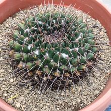 A photo of Mammillaria carnea