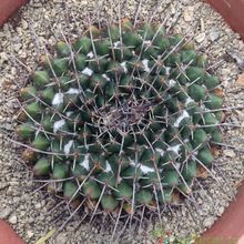 A photo of Mammillaria carnea