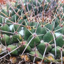 A photo of Mammillaria carnea