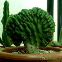 A photo of Echinopsis pachanoi fma. crestada