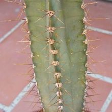 A photo of Cereus hildmannianus