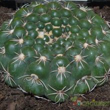 A photo of Parodia crassigibba