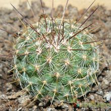 A photo of Mammillaria varieaculeata