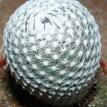 A photo of Mammillaria albilanata ssp. albilanata
