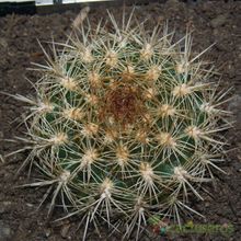 Una foto de Weingartia neocumingii