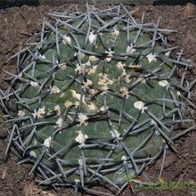 A photo of Gymnocalycium bodenbenderianum