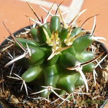 A photo of Echinocereus fendleri var. kuenzleri