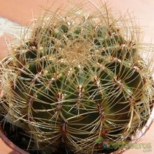 A photo of Oroya peruviana