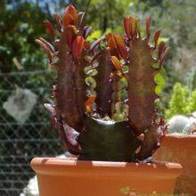 A photo of Euphorbia trigona var. rubra