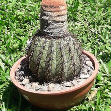 A photo of Melocactus peruvianus