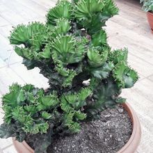 A photo of Euphorbia lactea fma. crestada
