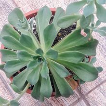 A photo of Echeveria stolonifera