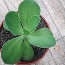 Una foto de Echeveria pallida