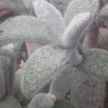 Una foto de Kalanchoe eriophylla