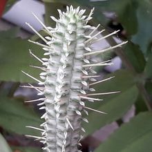 A photo of Euphorbia mammillaris fma. variegada