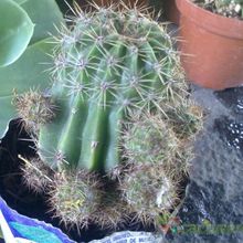 A photo of Echinopsis hertrichiana