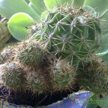 A photo of Echinopsis hertrichiana