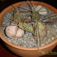 Una foto de Tephrocactus aoracanthus