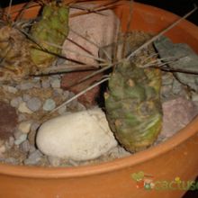 Una foto de Tephrocactus aoracanthus