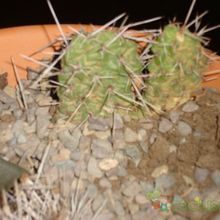 Una foto de Opuntia sulphurea